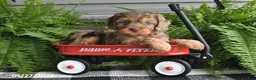 Cavapoo dogs for sale: Vonnie - Ad 3