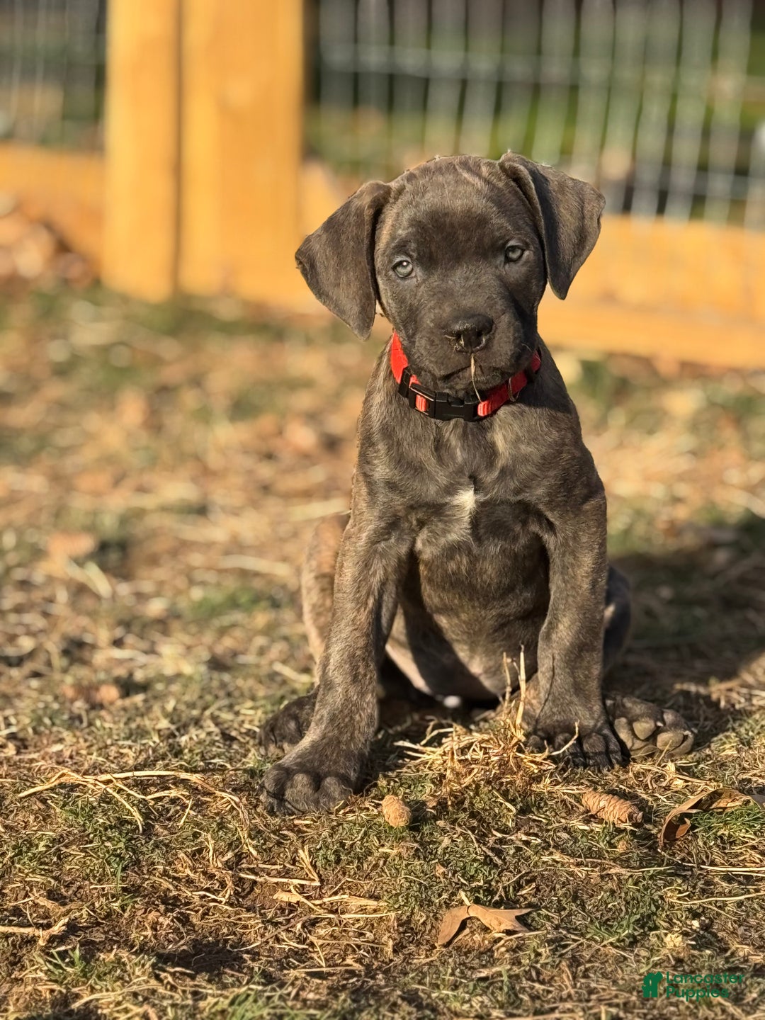 Cane Corso dogs for sale: Stormii - Ad 30