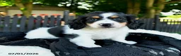 Miniature Dachshund dogs for sale: Rubble - Ad 5