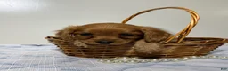 Cavapoo dogs for sale: Scott Cavapoo  - Ad 6