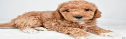 Maltipoo dogs for sale: Piper - Ad 5