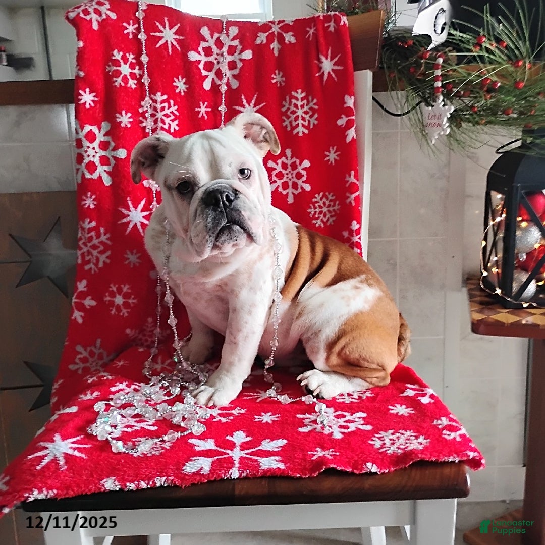 English Bulldog dogs for sale: Renita - Ad 1