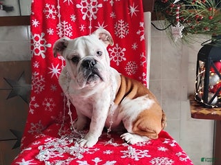 English Bulldog dogs Renita - Ad 18