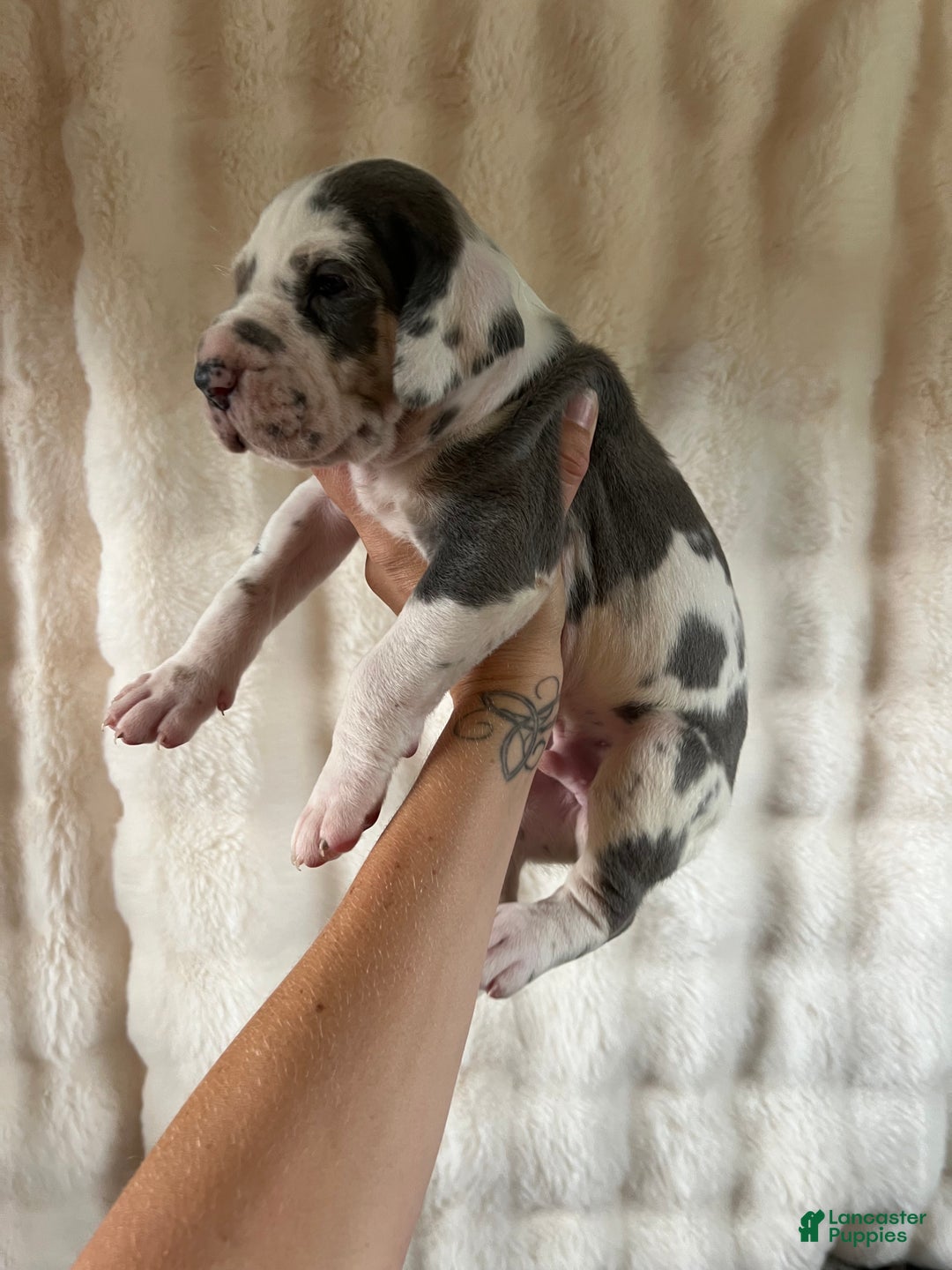 Great Dane dogs for sale: Shadow - Ad 2