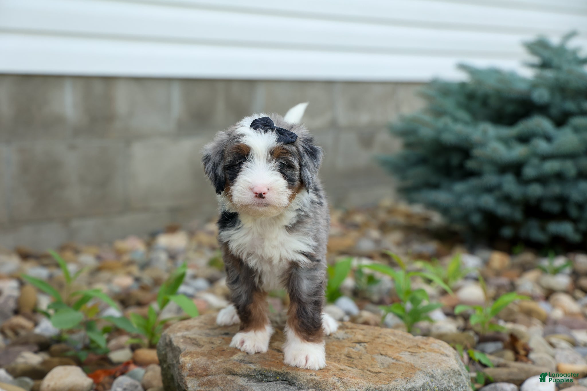 Mini Bernedoodle dogs 🐾 Meet Paxton 🐾 - Ad 1