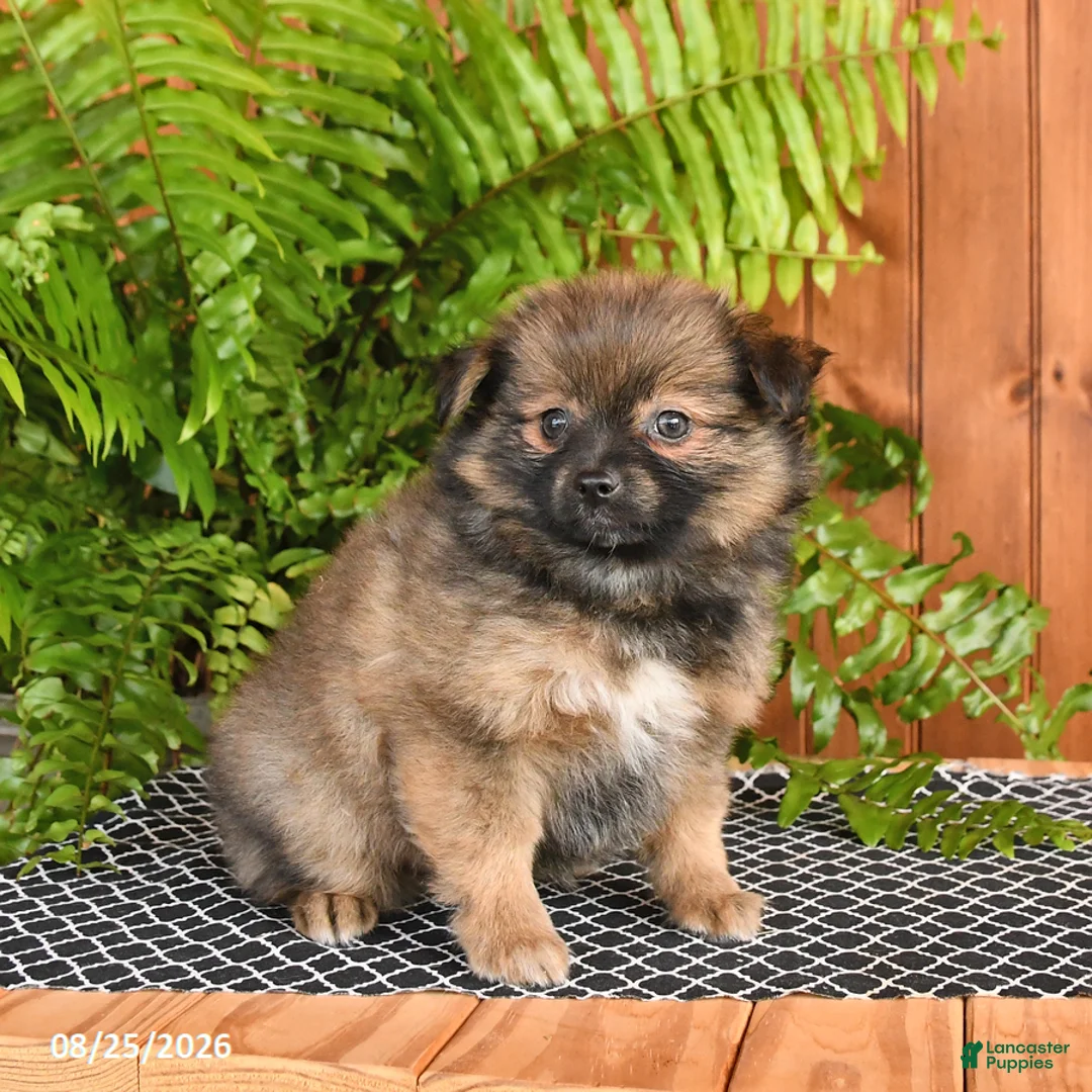 Mixed Breed dogs for sale: Peanut  - Ad 3