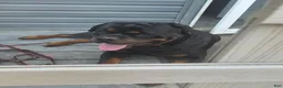Rottweiler dogs for sale: Rottweiler 2 - Ad 2