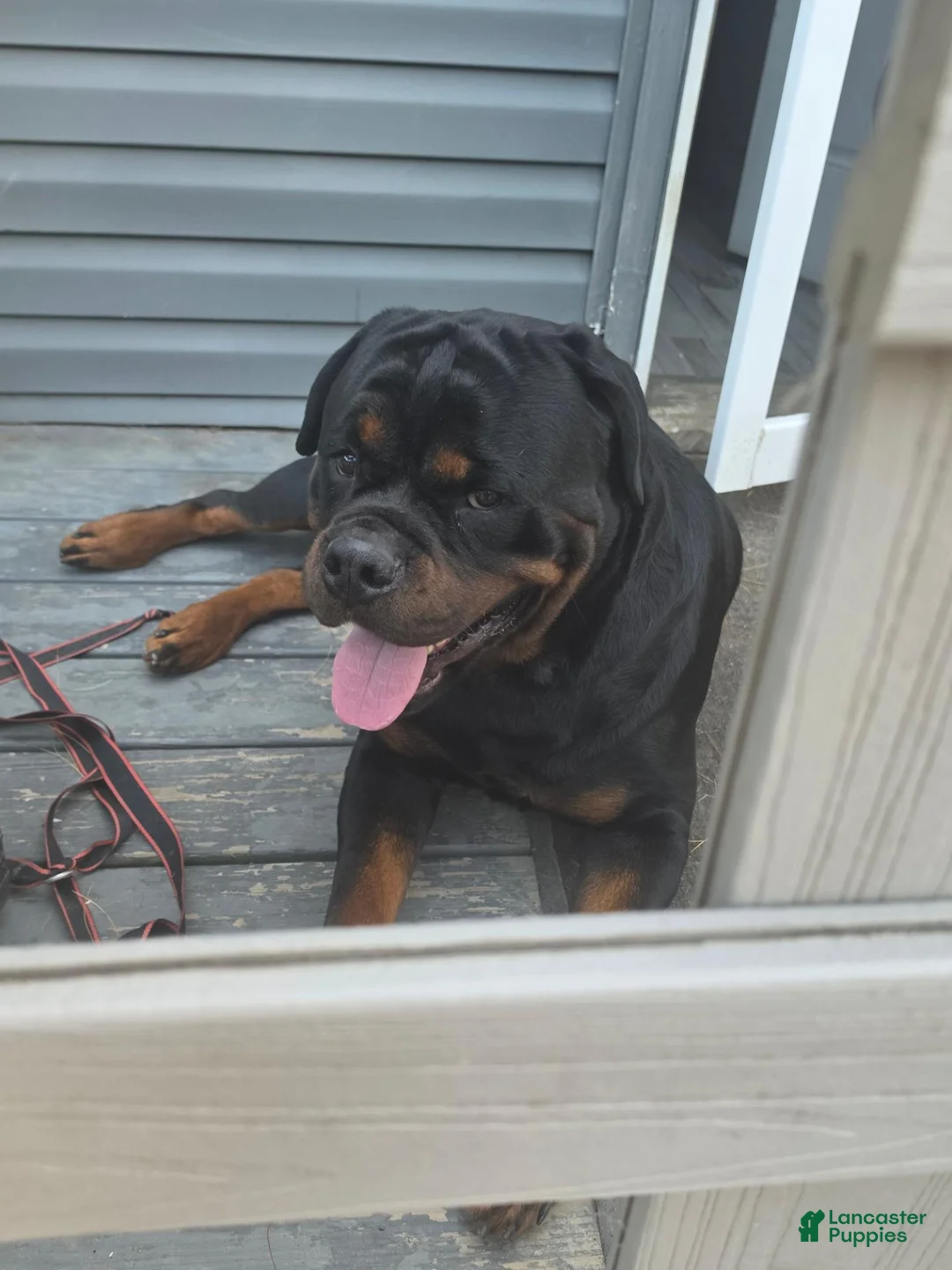 Rottweiler dogs for sale: Rottweiler 2 - Ad 2