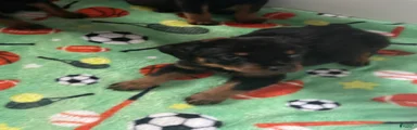 Rottweiler Puppy 4