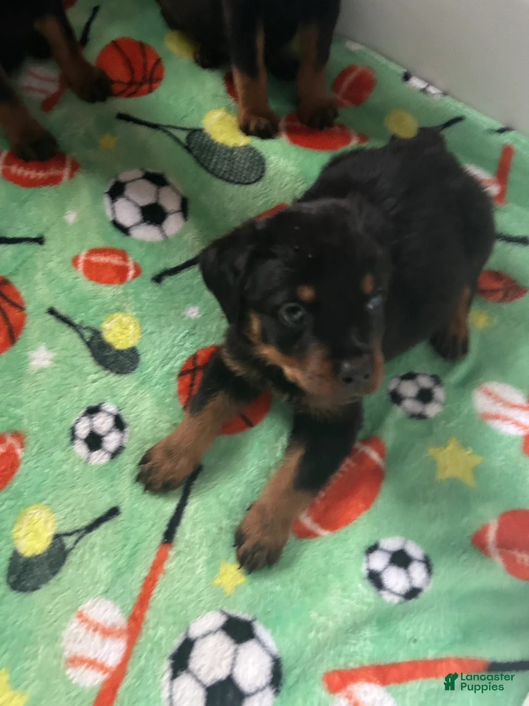 Rottweiler dogs for sale: Rottweiler Puppy 4 - Ad 1