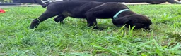 Cane Corso dogs for sale: Ketch AKC orange/teal collar - Ad 11