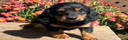 Miniature Dachshund dogs for sale: Coffee - Ad 3