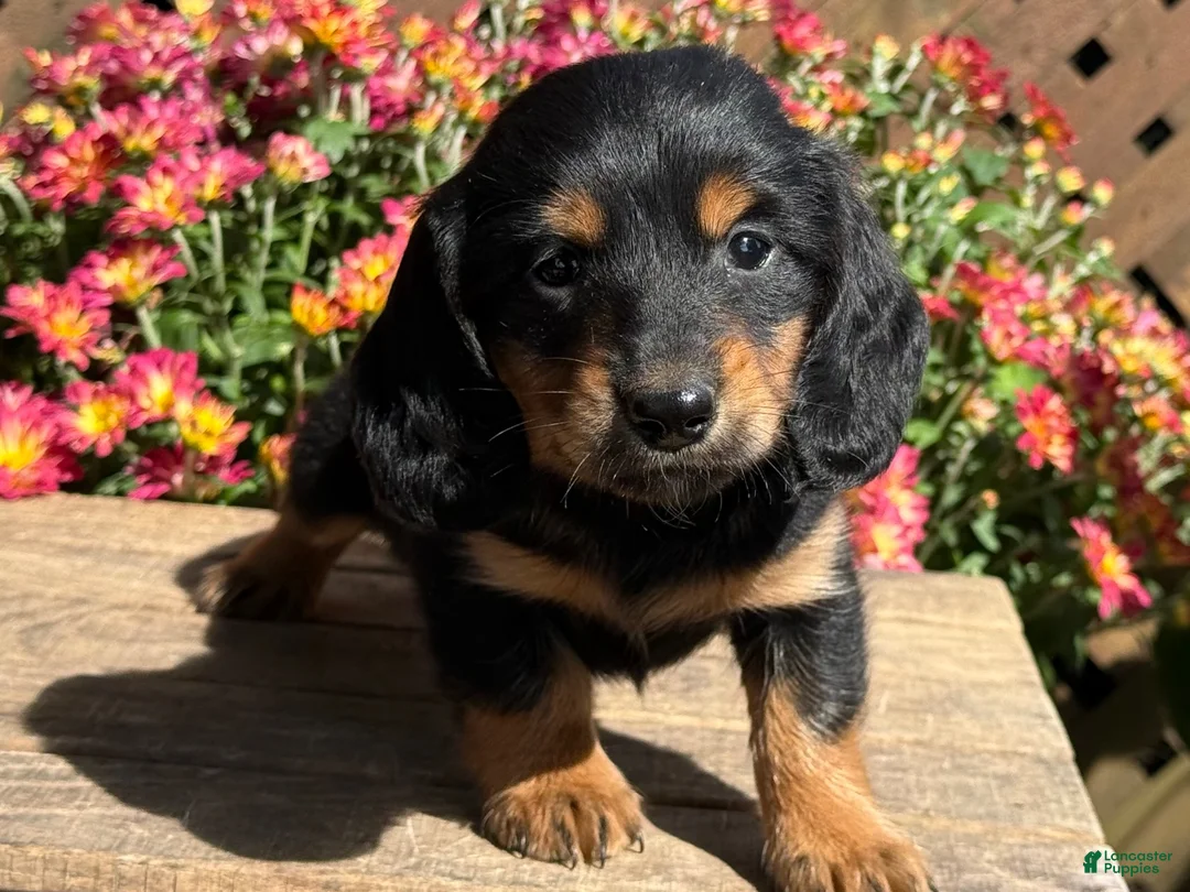 Miniature Dachshund dogs for sale: Coffee - Ad 3
