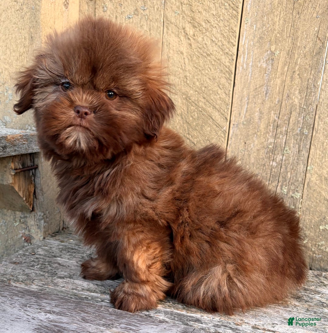 Shih Tzu dogs for sale: 💛 IN BOSTON MASSACHUSETTS AREA 💛 PUREBRED CHOCOLATE SHIH TZU 💛 ESTIMATED ADULT SIZE 10-12 LBS 💛 - Ad 9