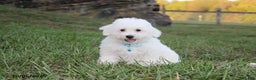 Bichon Frise dogs for sale: Carson - Ad 1