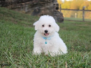 Bichon Frise dogs - Ad 42