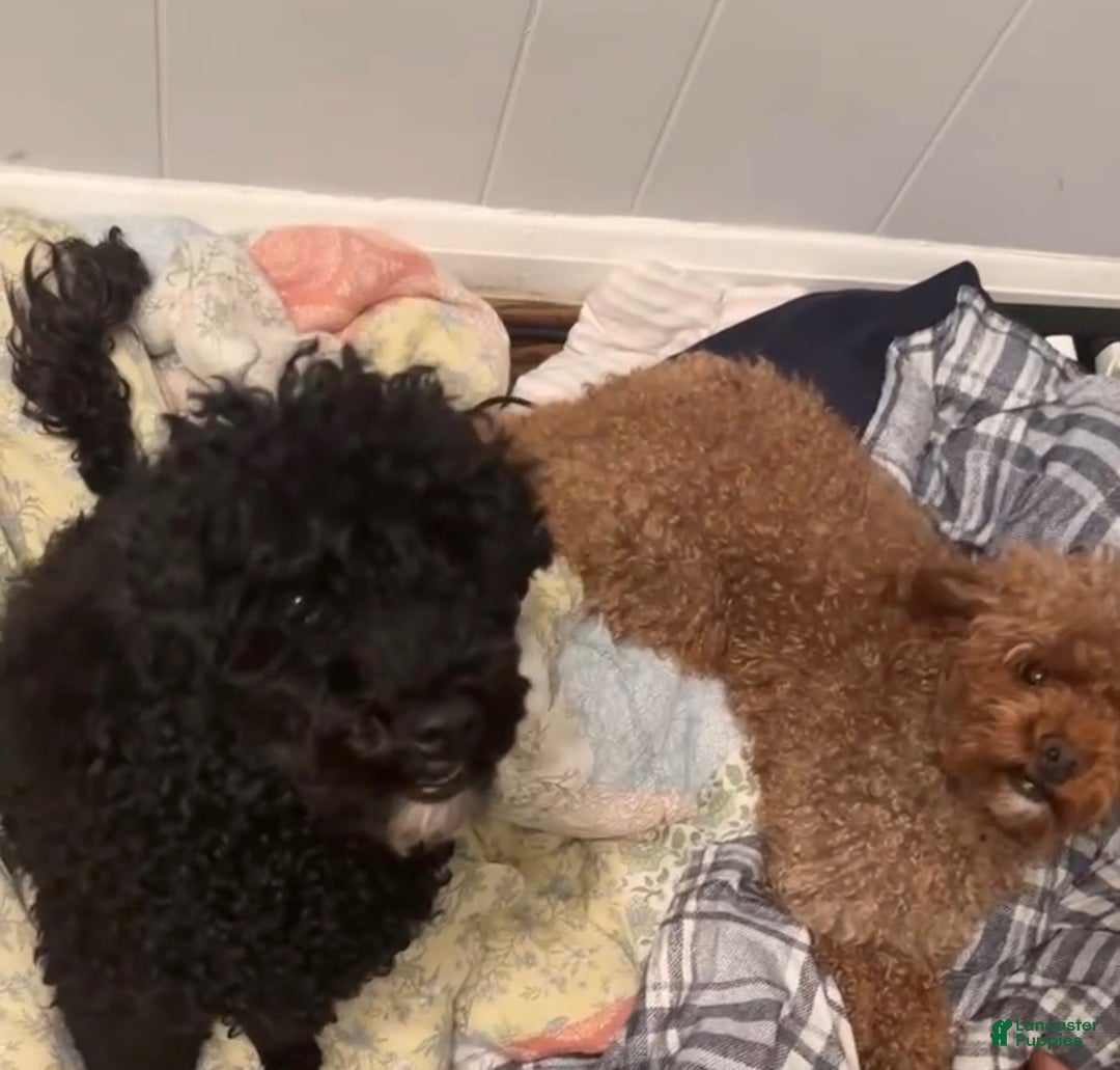 Miniature Poodle dogs for sale: CoCo - Ad 3