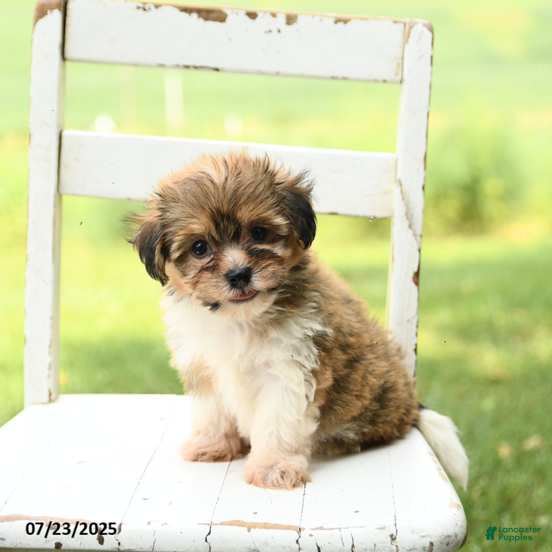 Havanese dogs for sale: Barkley - Ad 3