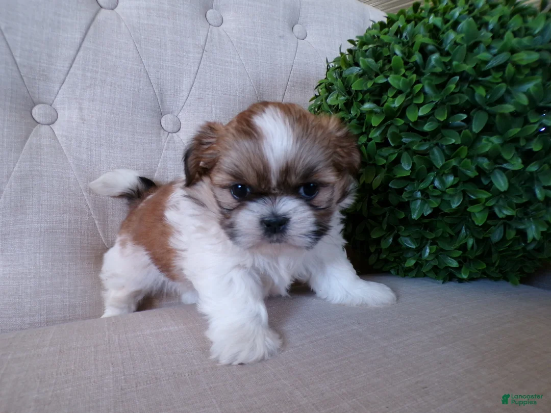 Shih Tzu dogs for sale: Oliver - Ad 5
