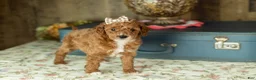 Mixed Breed dogs for sale: Tammy  - Ad 4