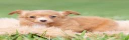 Chihuahua dogs for sale: Honeybee  - Ad 5
