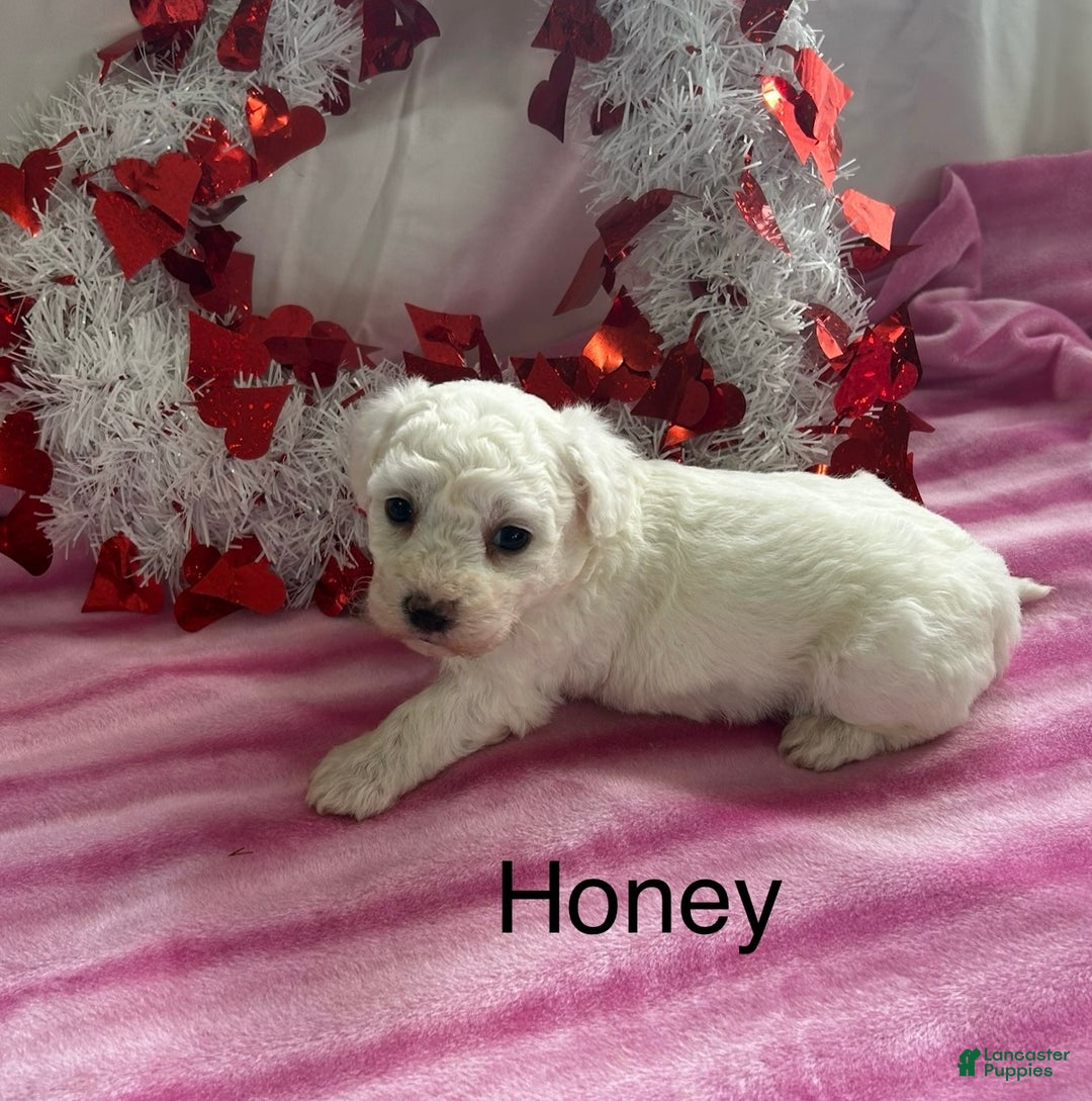 Bichon Frise dogs for sale: Bichon Frise Puppy 2 - Ad 3