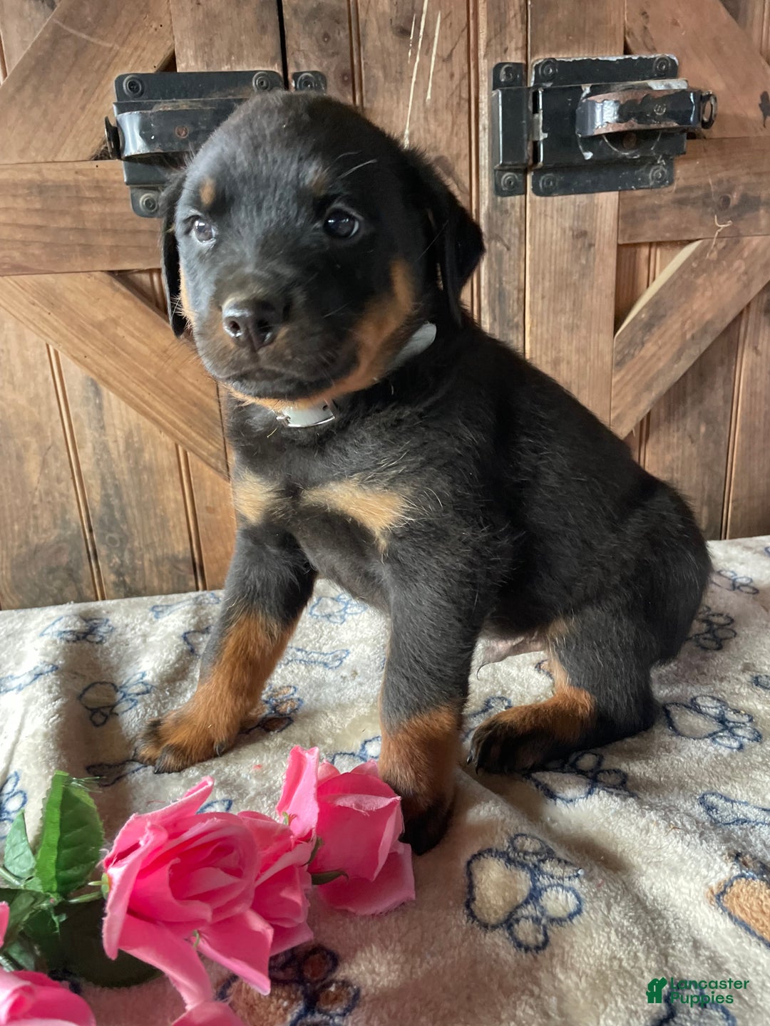 Rottweiler dogs for sale: Axel - Ad 1