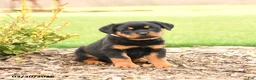 Rottweiler dogs for sale: Harvey - Ad 1