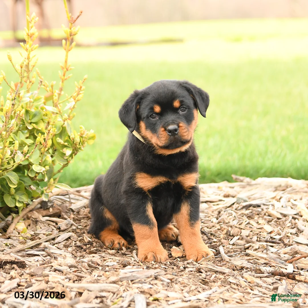 Rottweiler dogs for sale: Harvey - Ad 1