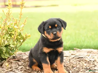 Rottweiler dogs for sale: Harvey - Ad 3