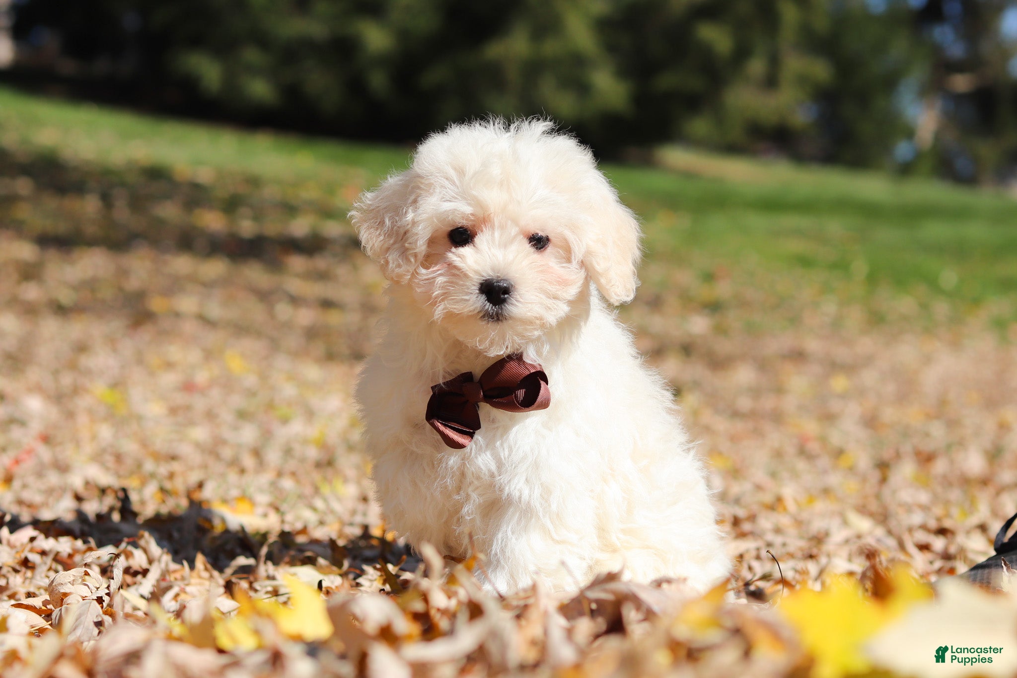 Maltipoo dogs for sale: Casey - Ad 2