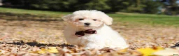 Maltipoo dogs for sale: Casey - Ad 2