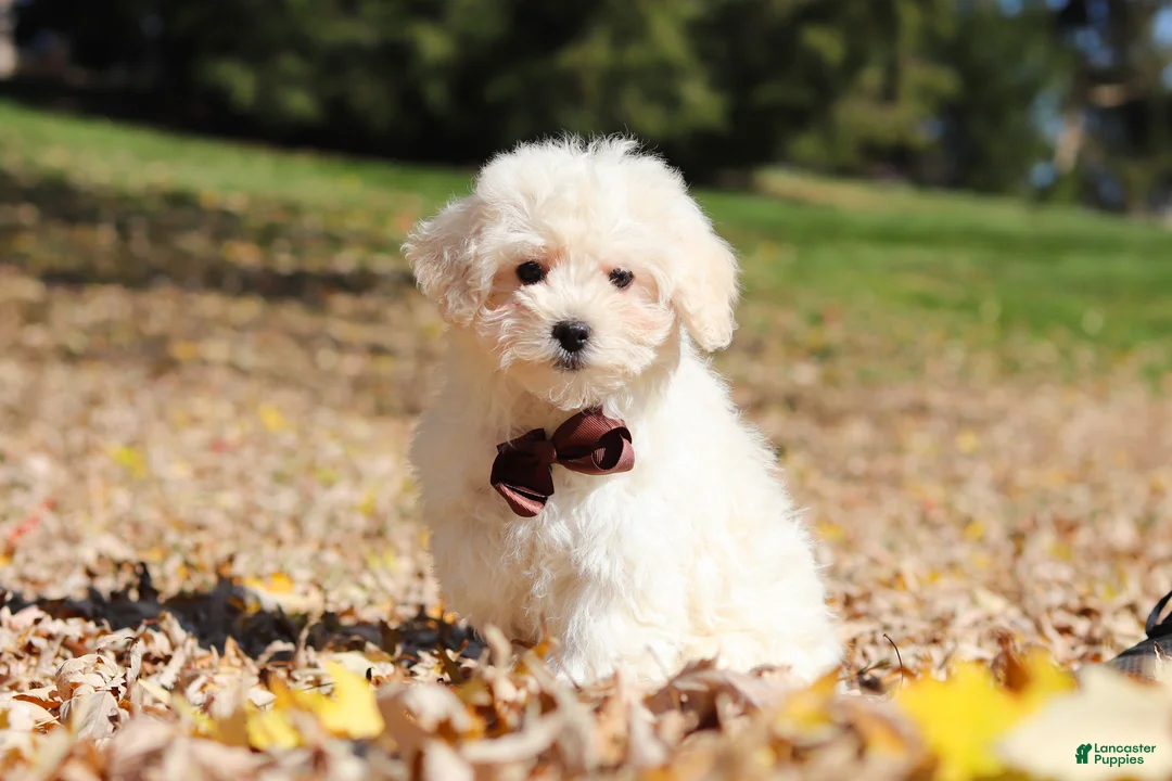 Maltipoo dogs for sale: Casey - Ad 2
