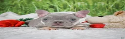 French Bulldog dogs for sale: Luca - Ad 5