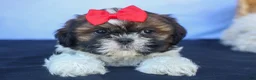 Shih Tzu dogs for sale: ROSCOE - Ad 13