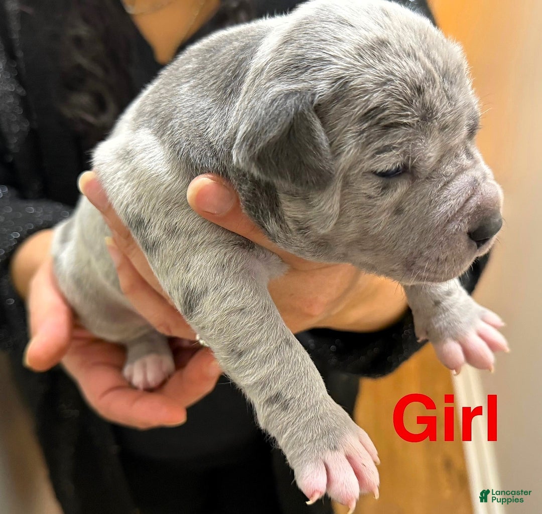 American Bully dogs for sale: "LIL KIM" - Ad 3