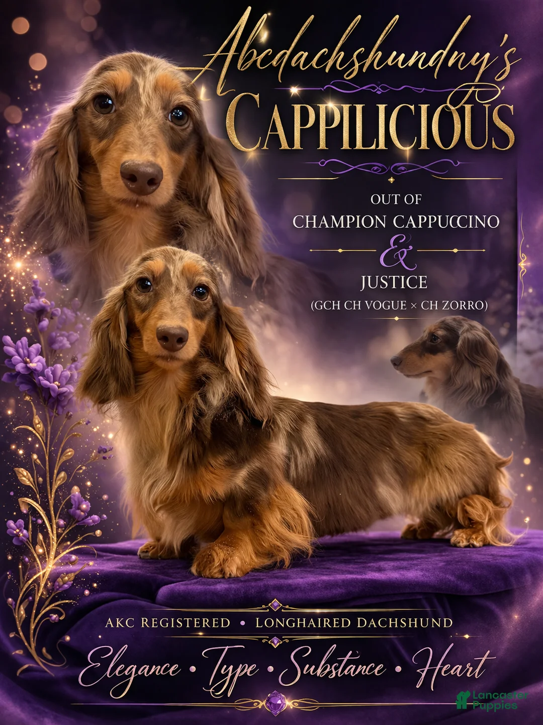 Miniature Dachshund dogs for sale: Ch AKC russian - Ad 6