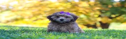 Yorkiepoo dogs for sale: Posie - Ad 4