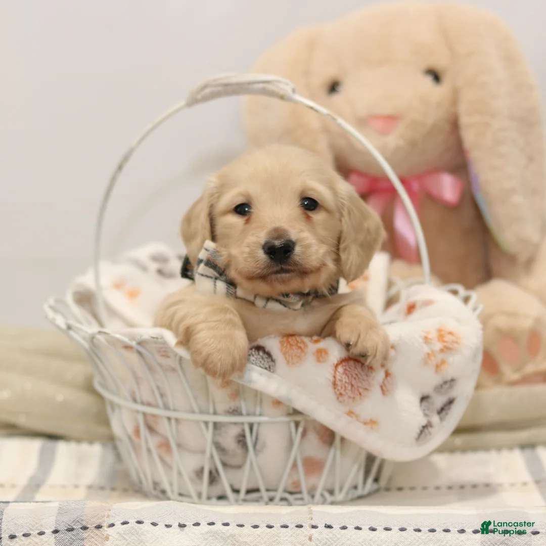 Miniature Dachshund dogs for sale: Dasher - Ad 1