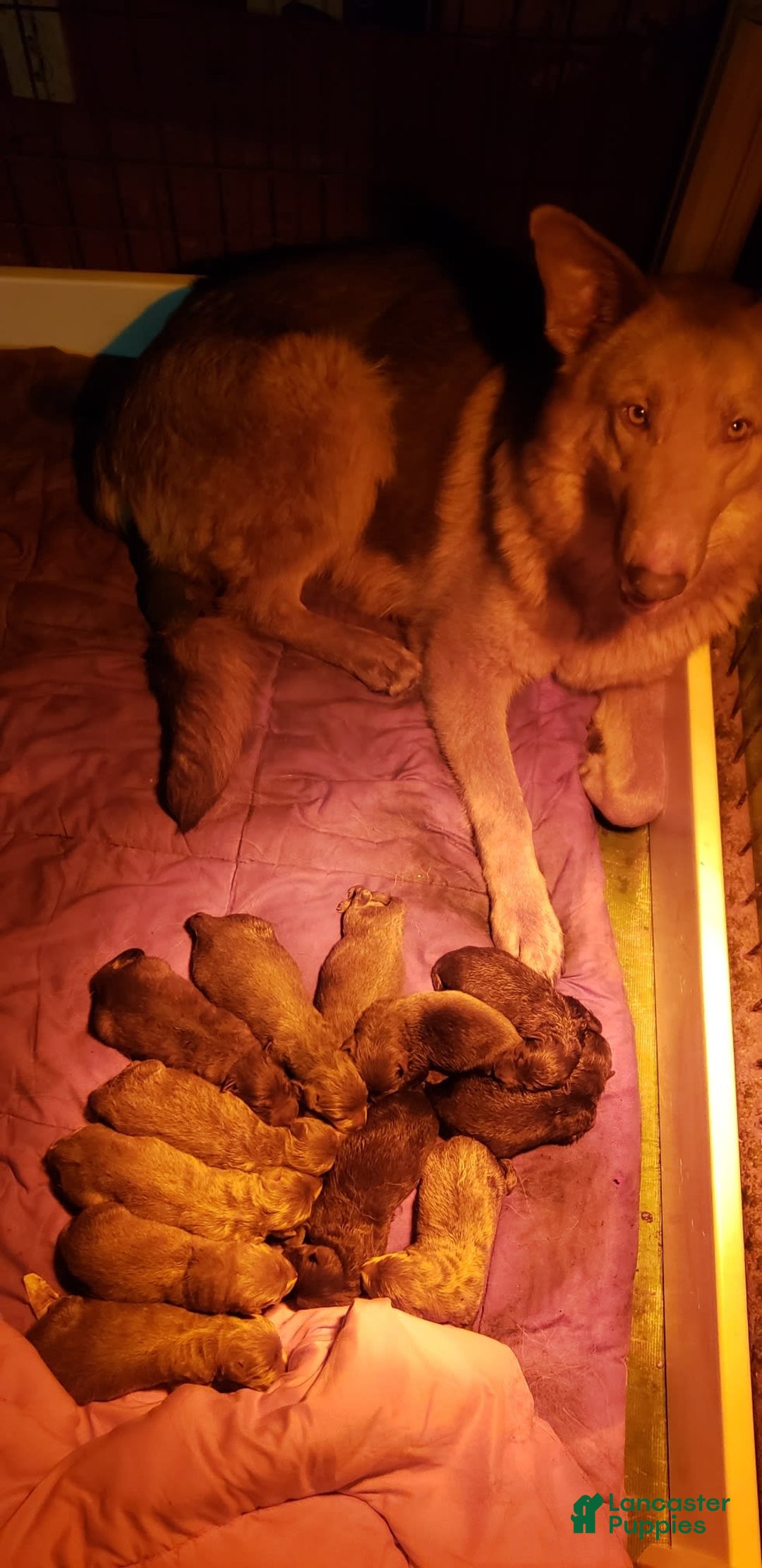 Gallery Image {{count}}