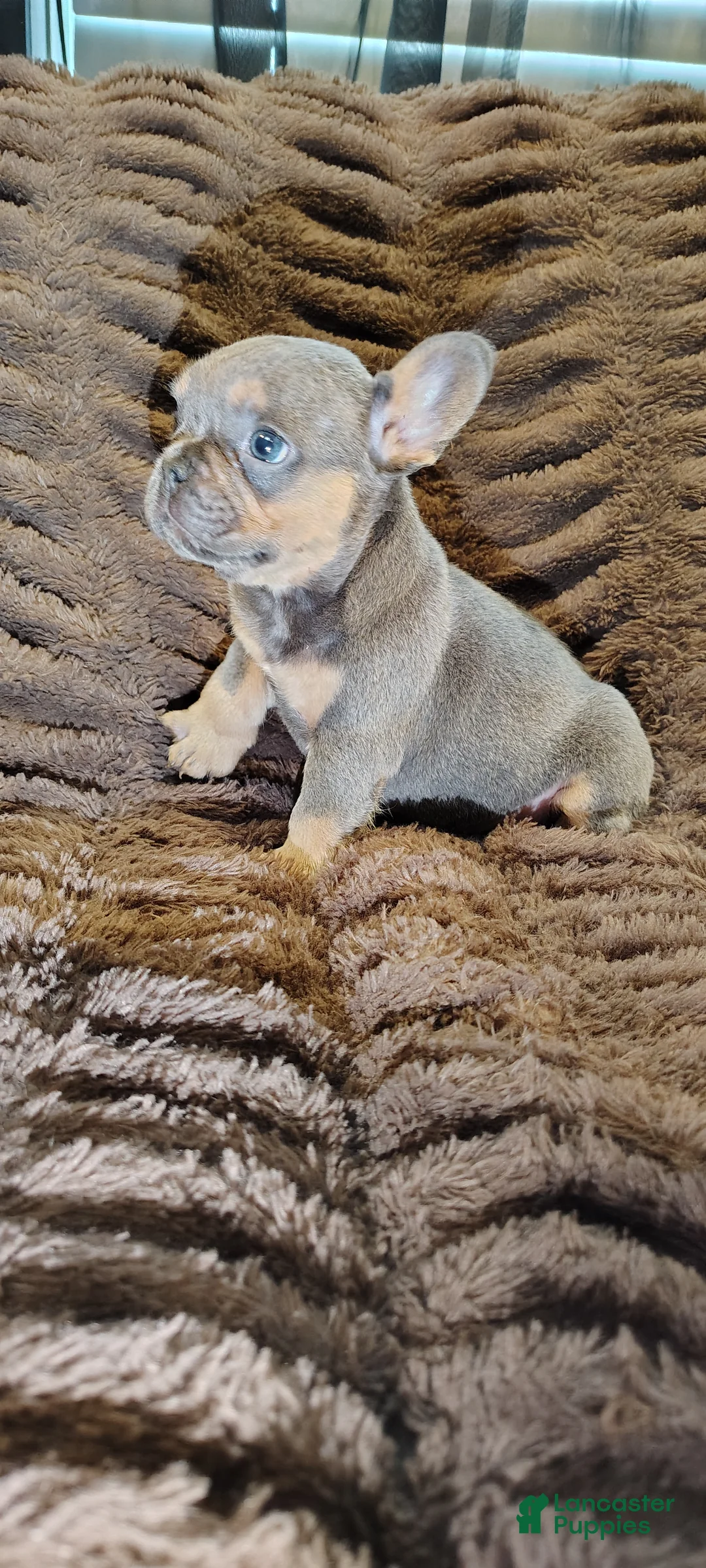 French Bulldog dogs for sale: Dewey - Ad 2