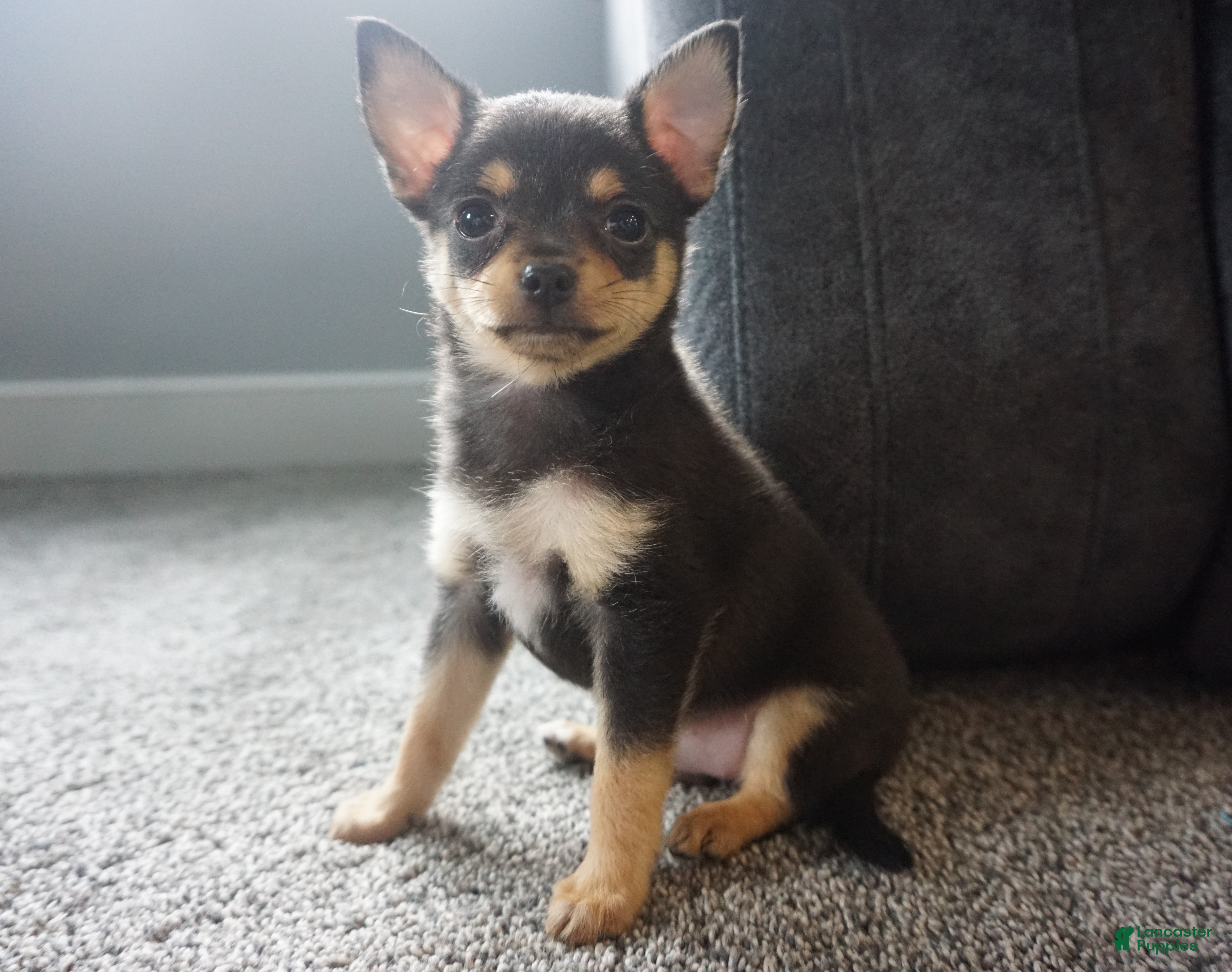 Chihuahua dogs for sale: Lilly - Ad 2