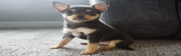 Chihuahua dogs for sale: Lilly - Ad 1