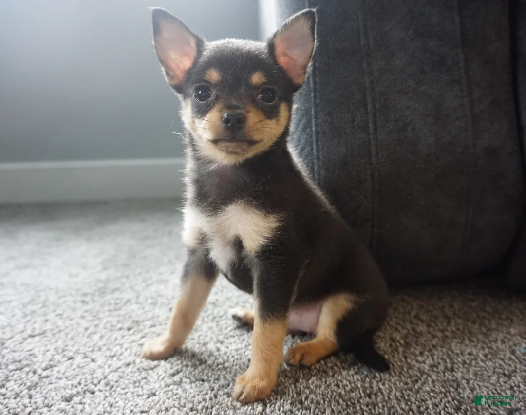 Chihuahua dogs for sale: Lilly - Ad 1