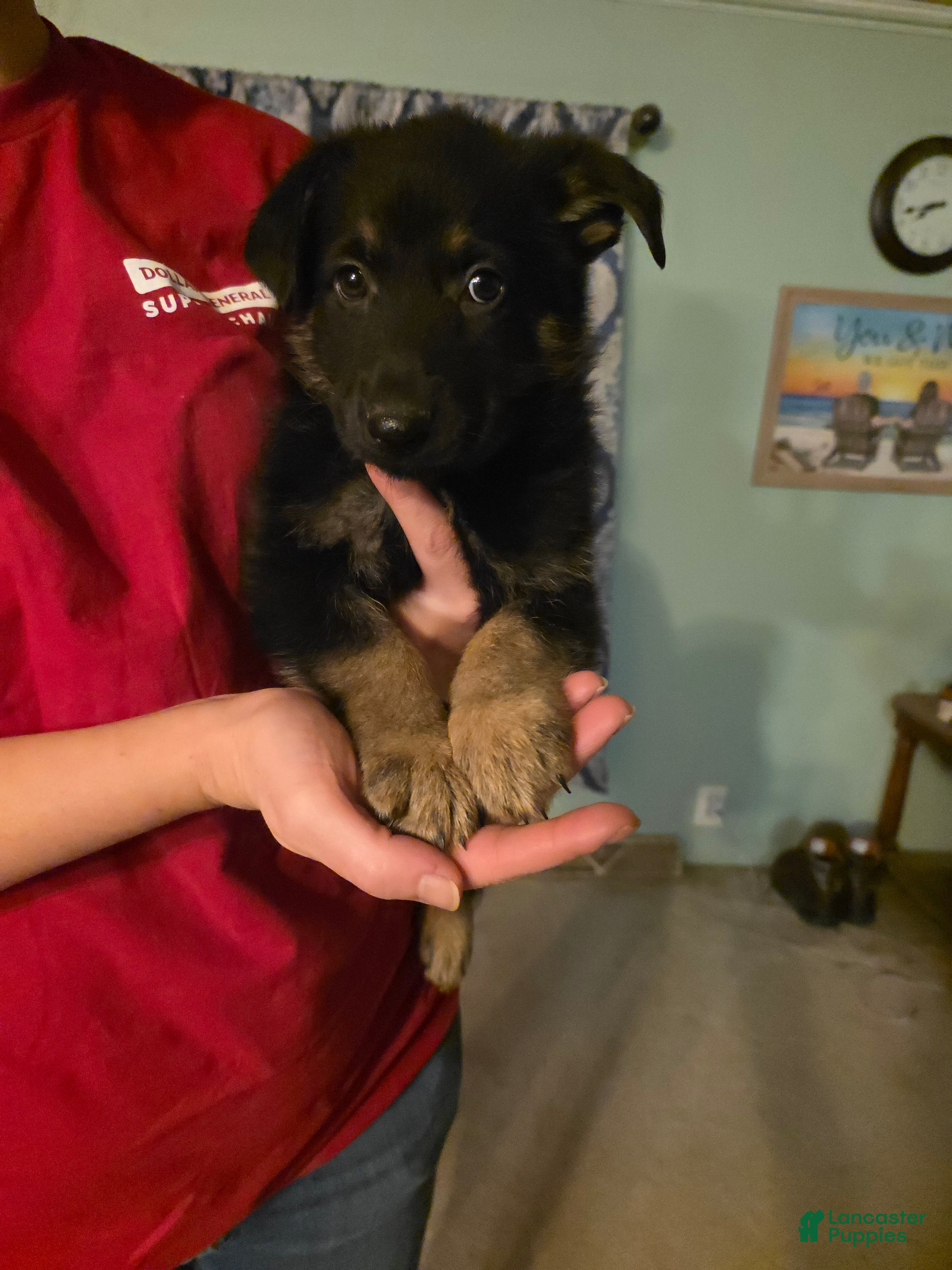 German Shepherd dogs German Shepherd Puppy 2 - Ad 10