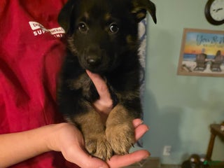 German Shepherd dogs German Shepherd Puppy 2 - Ad 6