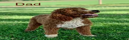 Irish Doodle dogs for sale: Copper - Ad 27