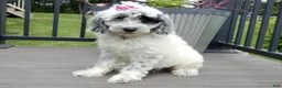 Sheepadoodle dogs for sale: Brooke-MEDIUM - Ad 1