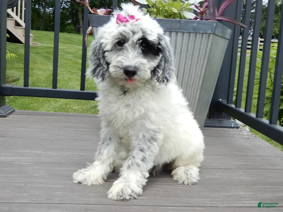 Sheepadoodle dogs for sale: Brooke-MEDIUM - Ad 1