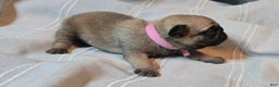 Pug dogs for sale: Fannie - Ad 15